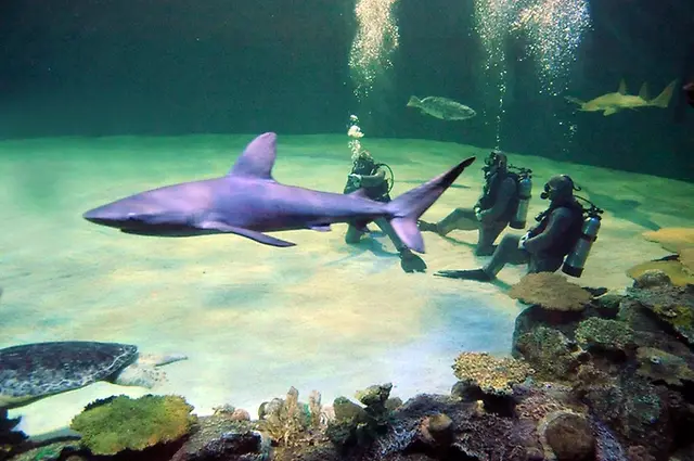 Las Vegas with Kids: Family-Friendly Shows & Attractions photo