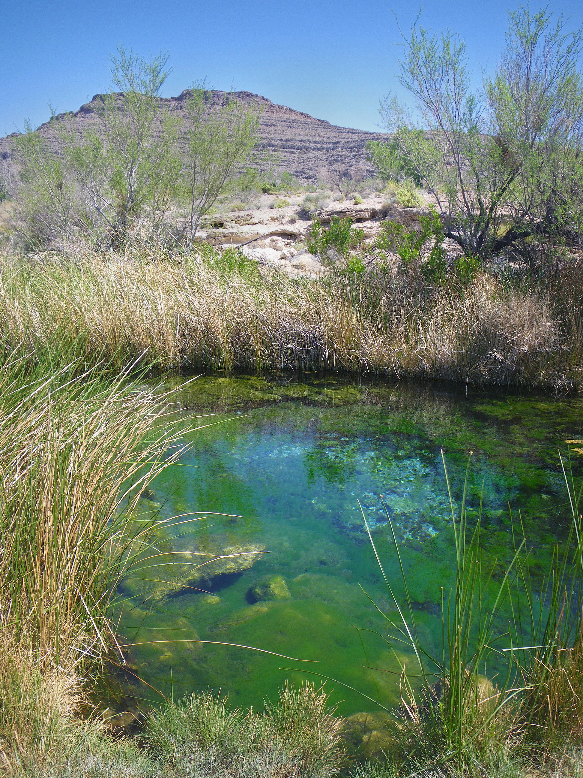 Ash Meadows National Wildlife Refuge