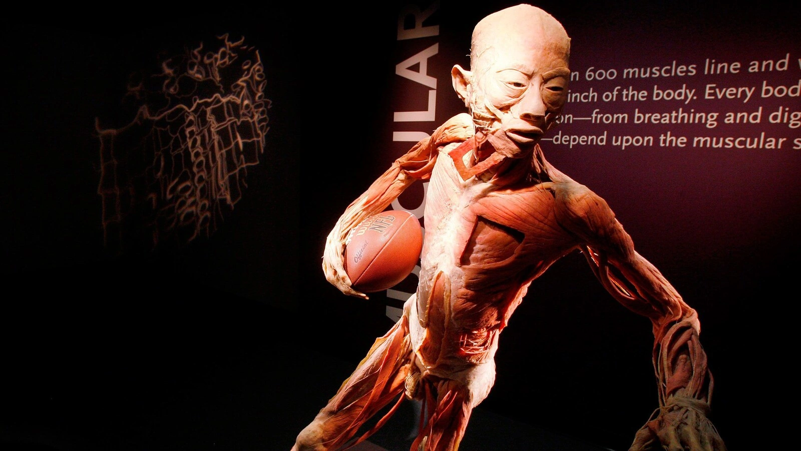 Bodies The Exhibition