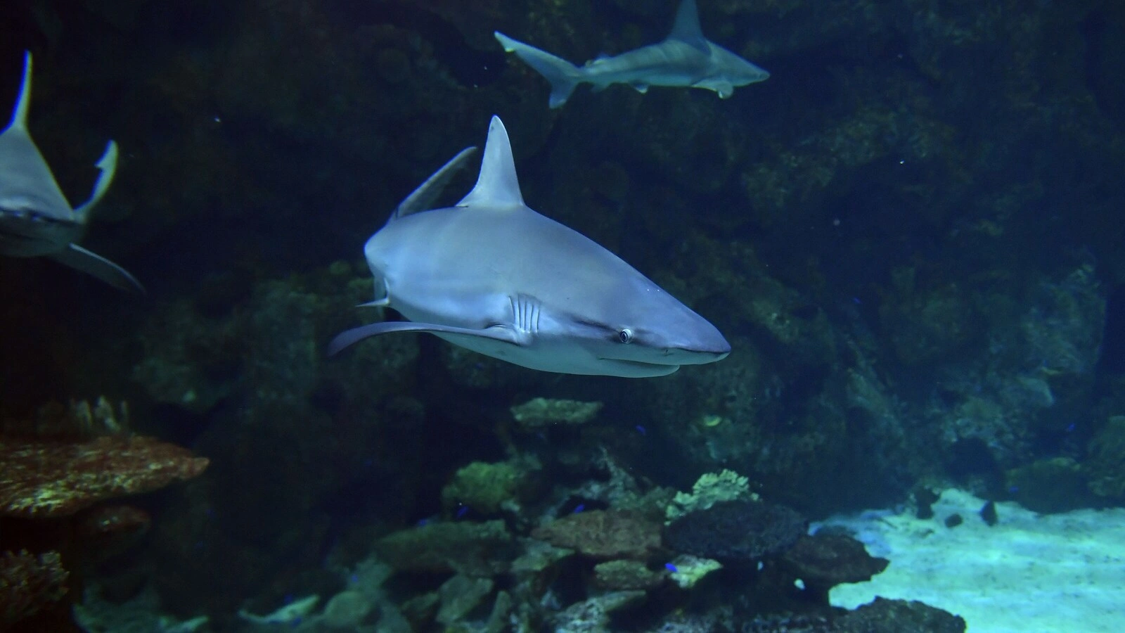 Shark Reef Aquarium