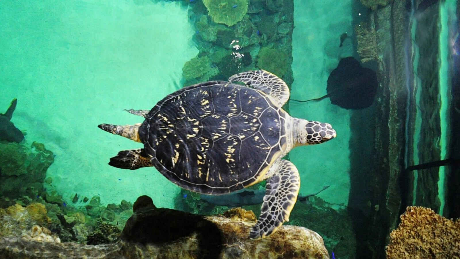 Shark Reef Aquarium