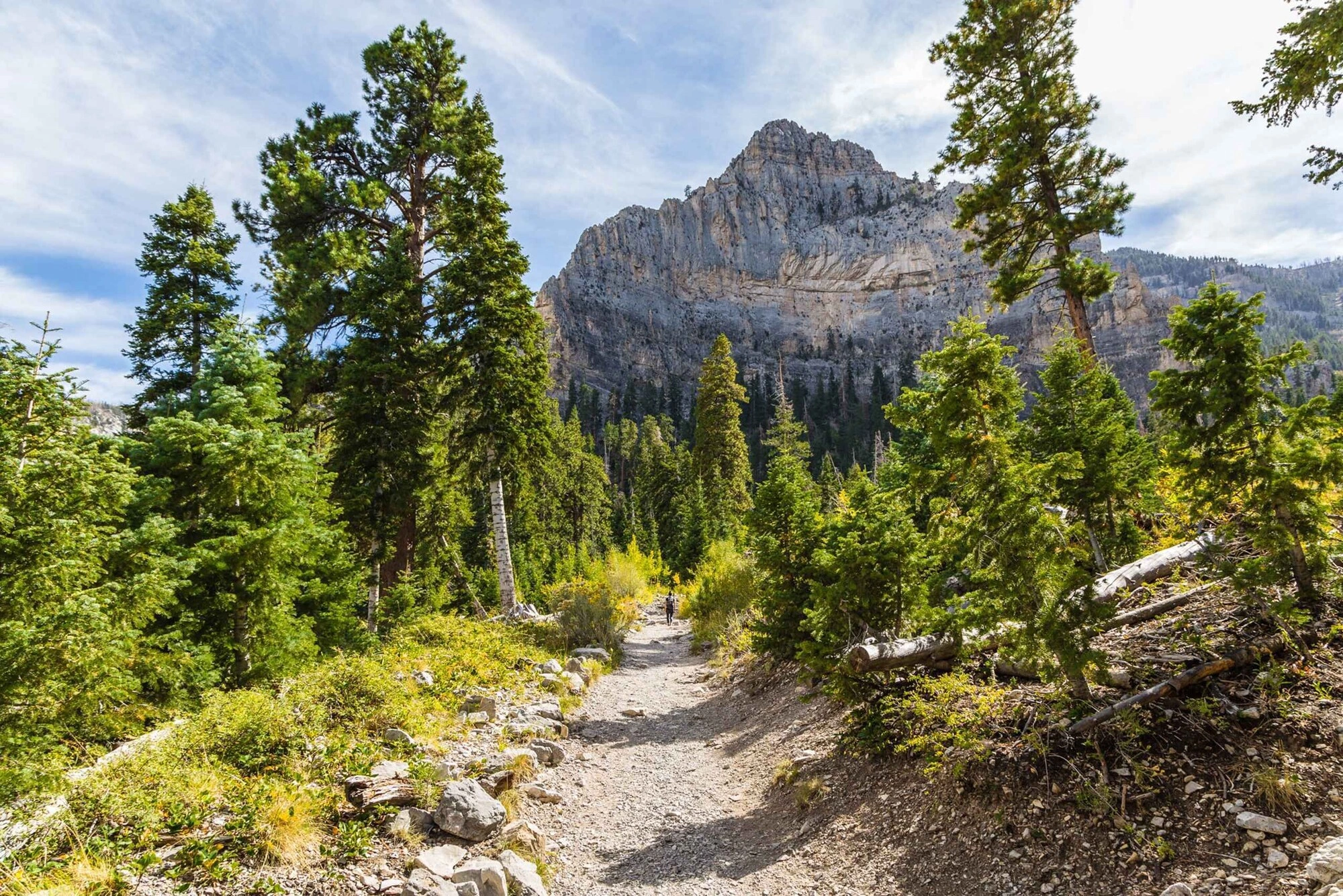 Mount Charleston photo