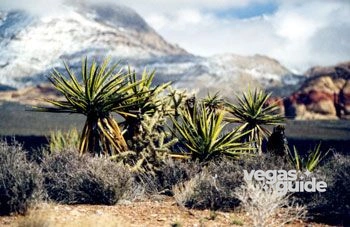 Red Rock Canyon National Conservation Area